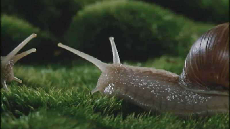 Microcosmos 113-European Garden Snails mating-capture by fask7.jpg