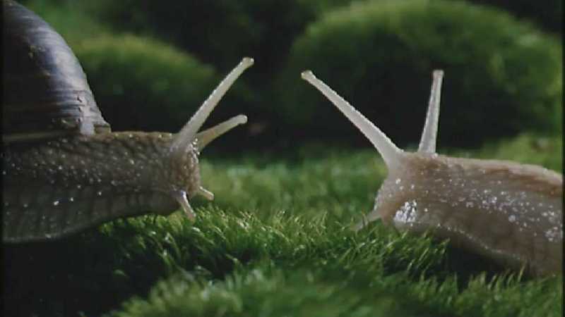 Microcosmos 114-European Garden Snails mating-capture by fask7.jpg
