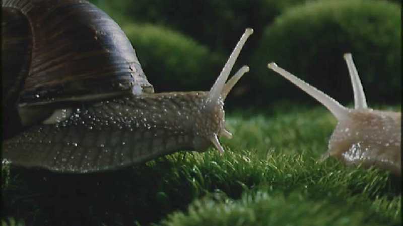 Microcosmos 115-European Garden Snails mating-capture by fask7.jpg