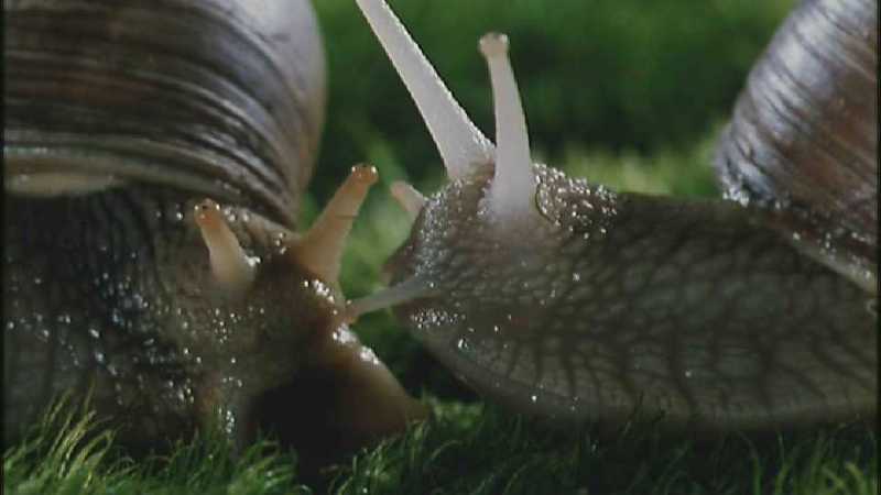 Microcosmos 117-European Garden Snails mating-capture by fask7.jpg