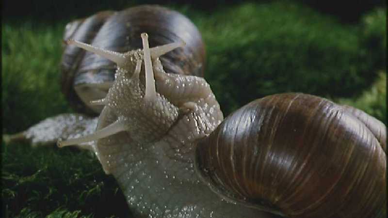 Microcosmos 119-European Garden Snails mating-capture by fask7.jpg