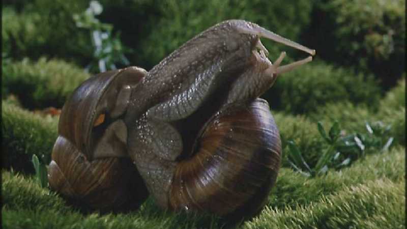 Microcosmos 122-European Garden Snails mating-capture by fask7.jpg