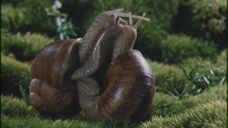 Microcosmos 123-European Garden Snails mating-capture by fask7.jpg