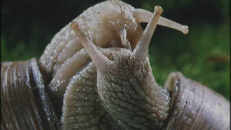 Microcosmos 125-European Garden Snails mating-capture by fask7.jpg