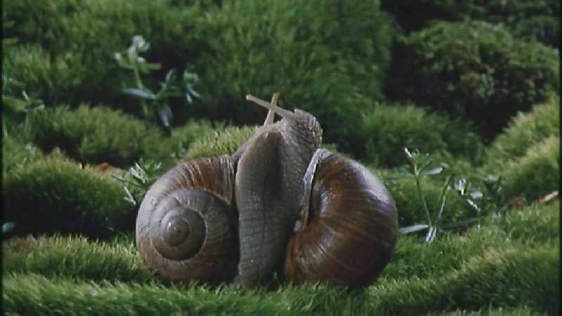 Microcosmos 127-European Garden Snails mating-capture by fask7.jpg