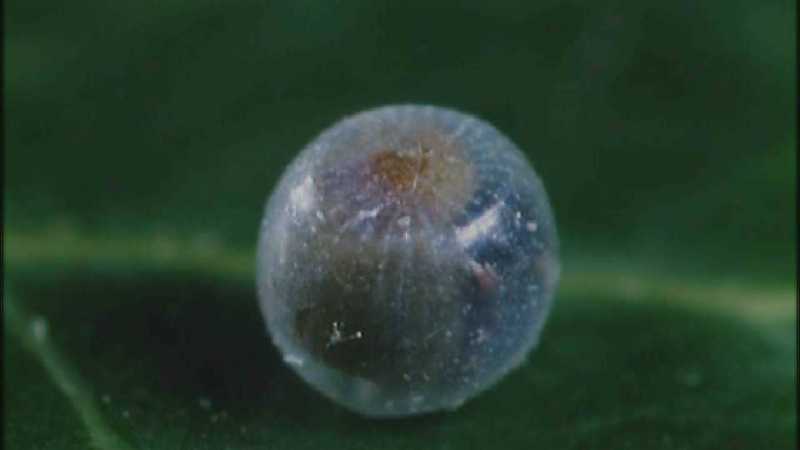Microcosmos 128-Caterpillar hatches out of egg-capture by fask7.jpg