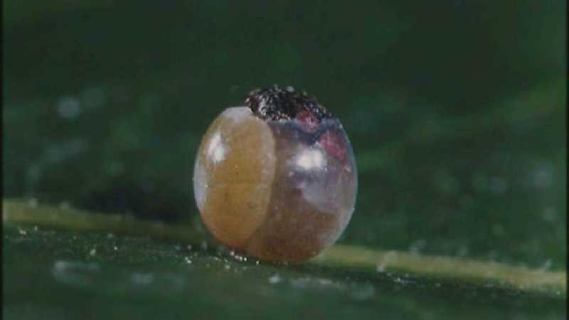 Microcosmos 130-Caterpillar hatches out of egg-capture by fask7.jpg