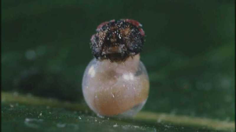 Microcosmos 131-Caterpillar hatches out of egg-capture by fask7.jpg