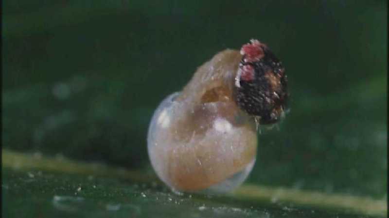 Microcosmos 132-Caterpillar hatches out of egg-capture by fask7.jpg