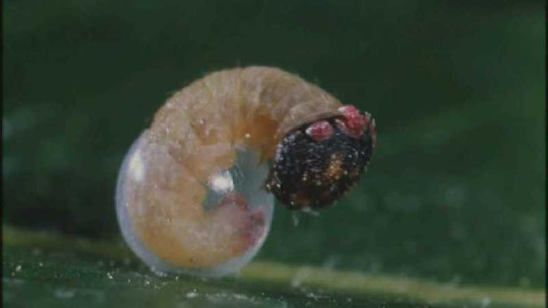 Microcosmos 133-Caterpillar hatches out of egg-capture by fask7.jpg