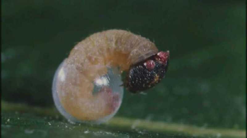 Microcosmos 134-Caterpillar hatches out of egg-capture by fask7.jpg