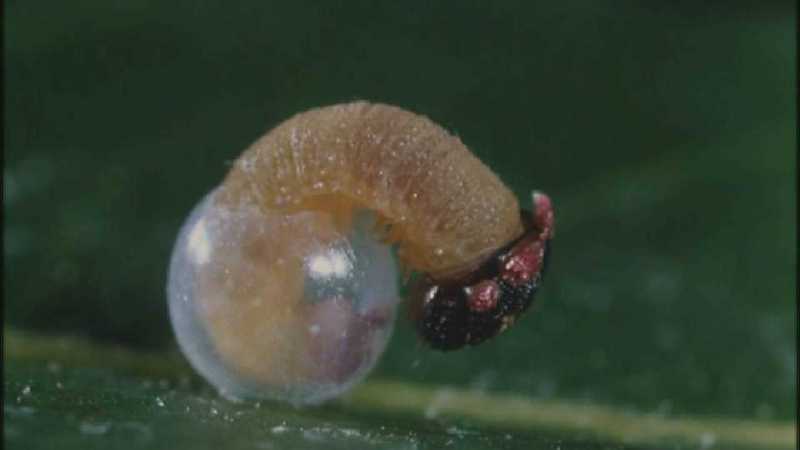 Microcosmos 135-Caterpillar hatches out of egg-capture by fask7.jpg