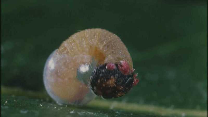 Microcosmos 136-Caterpillar hatches out of egg-capture by fask7.jpg