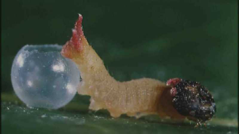 Microcosmos 137-Caterpillar hatches out of egg-capture by fask7.jpg