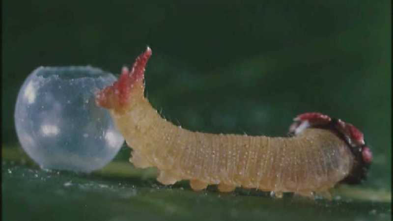 Microcosmos 138-Caterpillar hatches out of egg-capture by fask7.jpg
