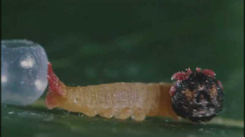 Microcosmos 139-Caterpillar hatches out of egg-capture by fask7.jpg