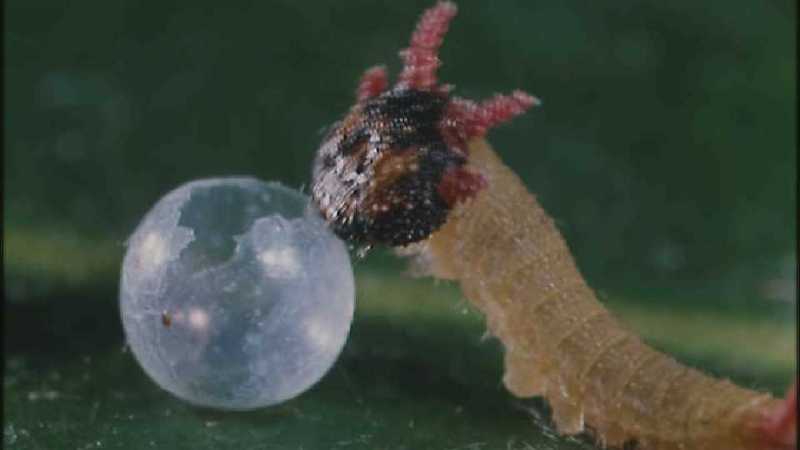 Microcosmos 140-Caterpillar hatches out of egg-capture by fask7.jpg