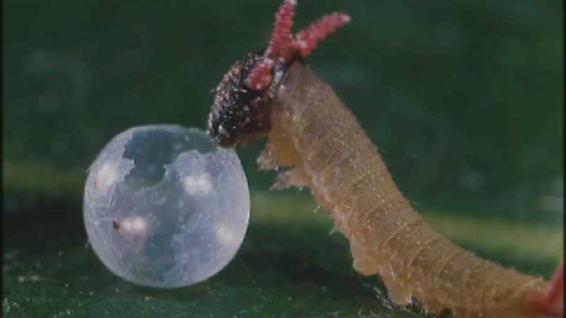 Microcosmos 141-Caterpillar hatches out of egg-capture by fask7.jpg