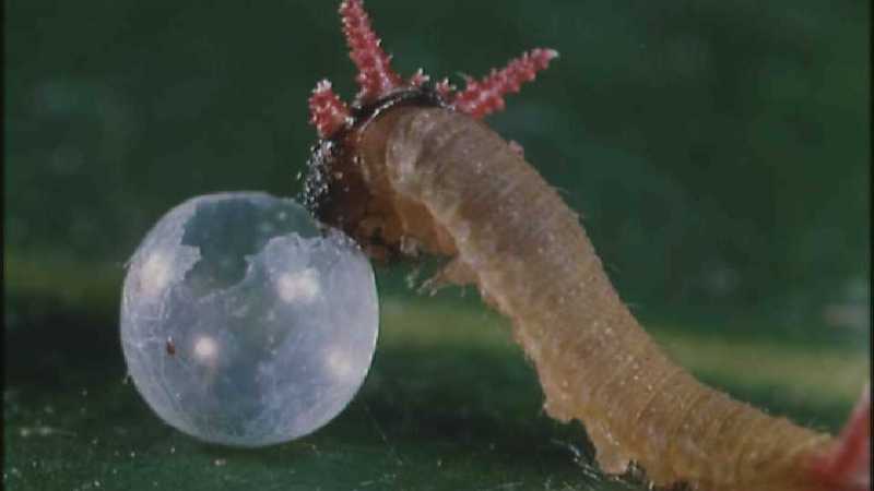 Microcosmos 142-Caterpillar hatches out of egg-capture by fask7.jpg