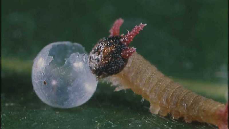 Microcosmos 143-Caterpillar hatches out of egg-capture by fask7.jpg