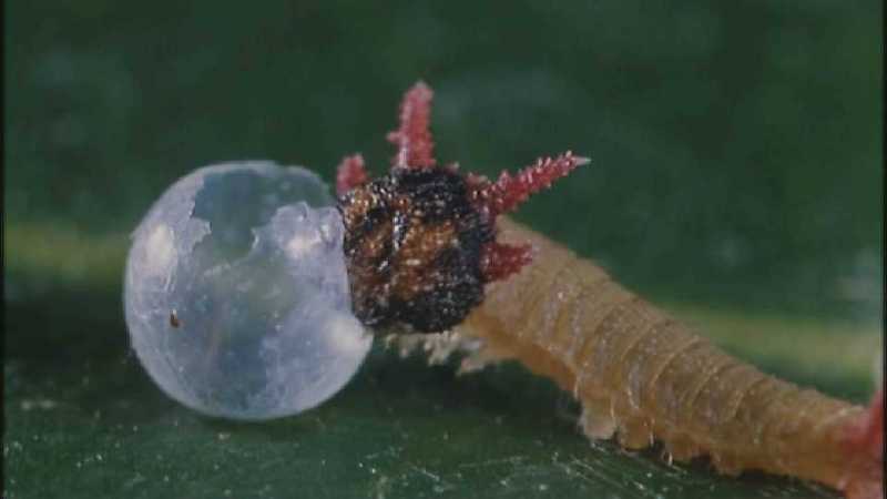 Microcosmos 144-Caterpillar hatches out of egg-capture by fask7.jpg