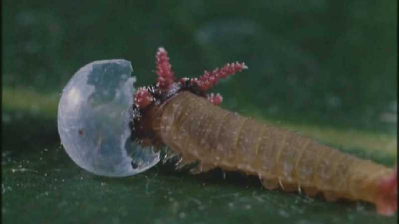 Microcosmos 145-Caterpillar hatches out of egg-capture by fask7.jpg