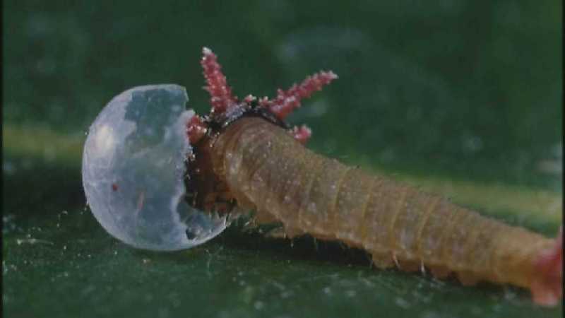 Microcosmos 146-Caterpillar hatches out of egg-capture by fask7.jpg