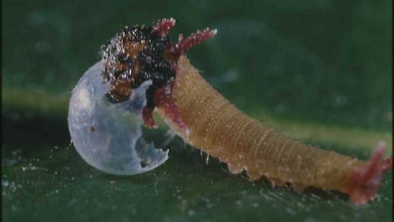 Microcosmos 147-Caterpillar hatches out of egg-capture by fask7.jpg