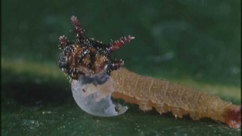 Microcosmos 148-Caterpillar hatches out of egg-capture by fask7.jpg