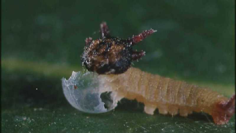 Microcosmos 149-Caterpillar hatches out of egg-capture by fask7.jpg