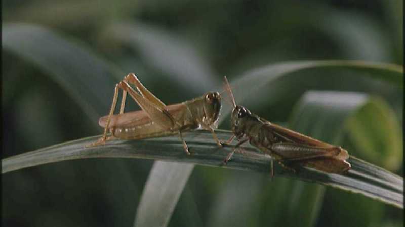 Microcosmos 150-Grasshoppers-capture by fask7.jpg