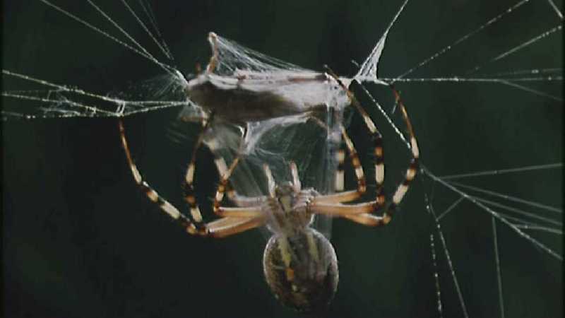 Microcosmos 152-Spider catches Grasshopper-capture by fask7.jpg