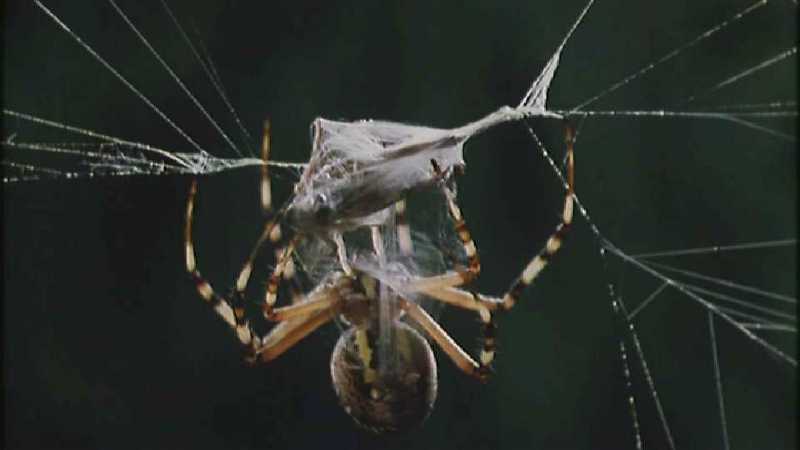 Microcosmos 153-Spider catches Grasshopper-capture by fask7.jpg