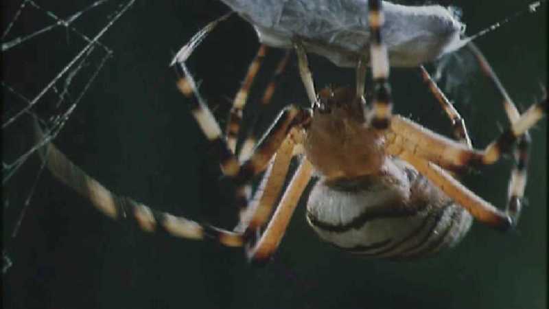 Microcosmos 154-Spider catches Grasshopper-capture by fask7.jpg