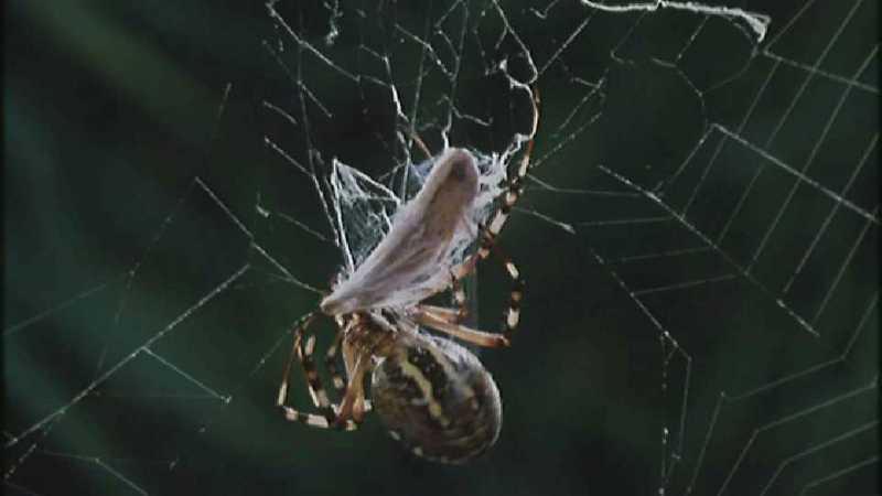 Microcosmos 155-Spider catches Grasshopper-capture by fask7.jpg