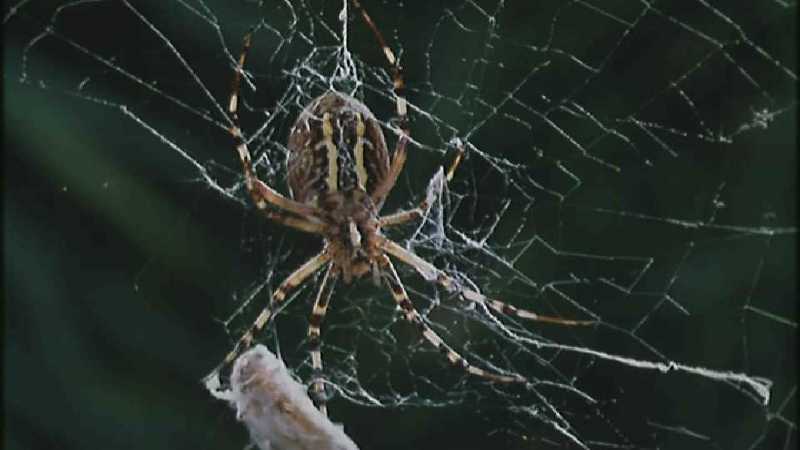 Microcosmos 156-Spider catches Grasshopper-capture by fask7.jpg