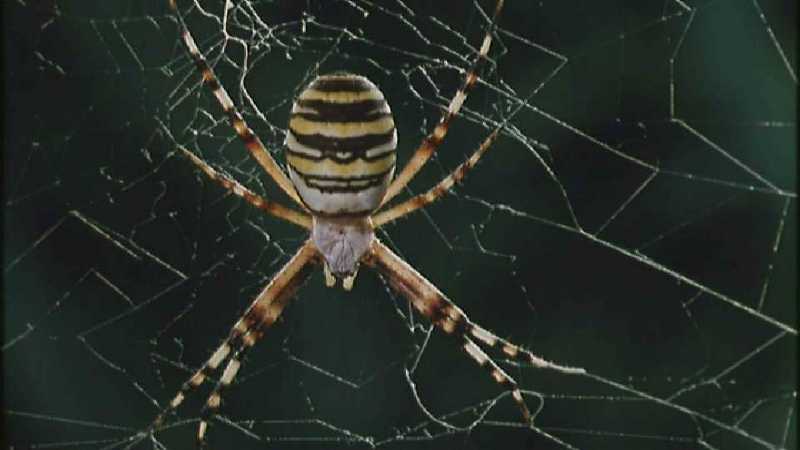 Microcosmos 157-Spider catches Grasshopper-capture by fask7.jpg