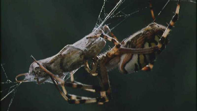 Microcosmos 158-Spider catches Grasshopper-capture by fask7.jpg