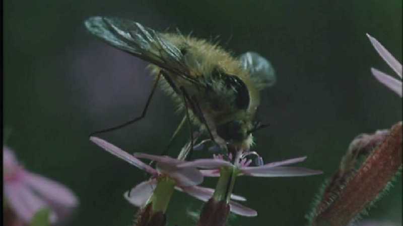 Microcosmos 160-European Honeybee-capture by fask7.jpg
