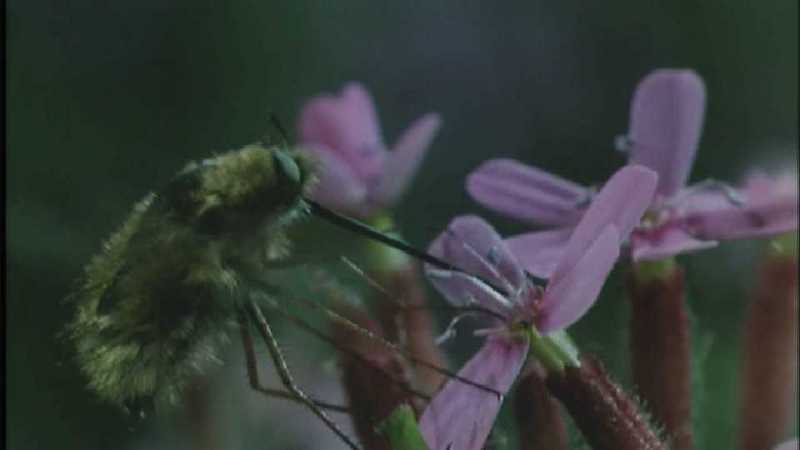 Microcosmos 161-European Honeybee-capture by fask7.jpg