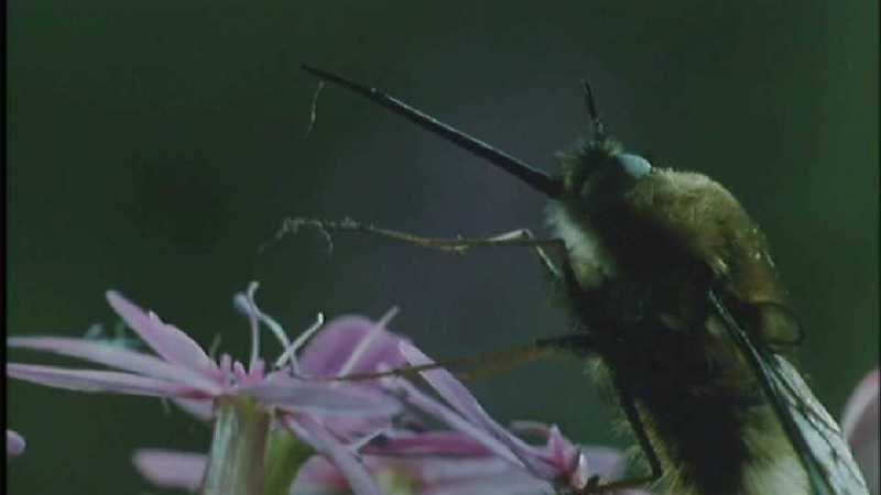Microcosmos 162-European Honeybee-capture by fask7.jpg