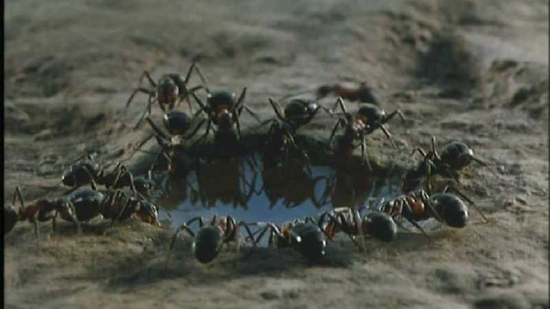 Microcosmos 182-Formicidae  Ants-capture by fask7.jpg