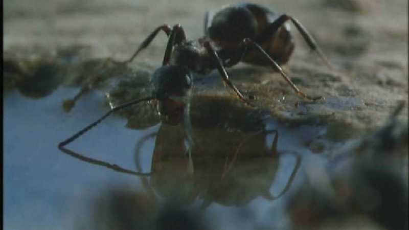 Microcosmos 183-Formicidae  Ants-capture by fask7.jpg