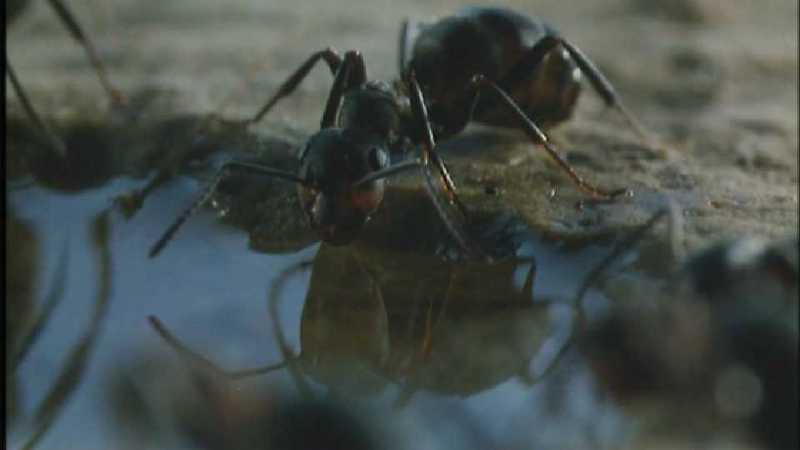 Microcosmos 184-Formicidae  Ants-capture by fask7.jpg