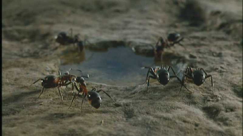 Microcosmos 185-Formicidae  Ants-capture by fask7.jpg
