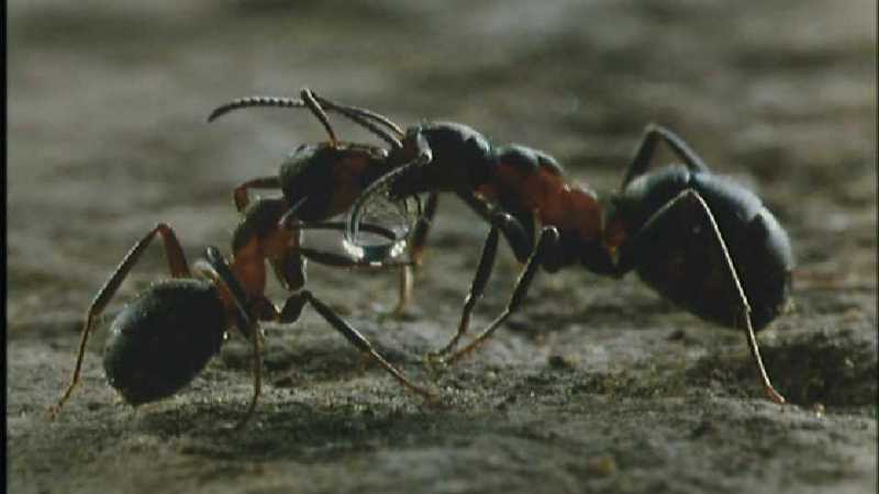 Microcosmos 186-Formicidae  Ants-capture by fask7.jpg