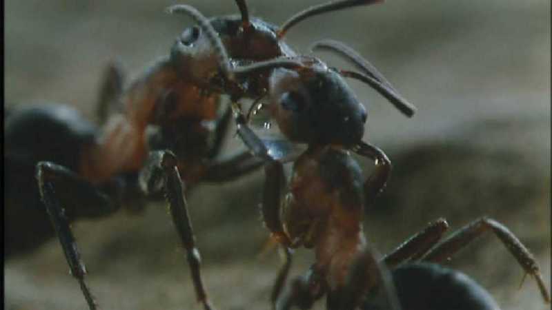 Microcosmos 187-Formicidae  Ants-capture by fask7.jpg