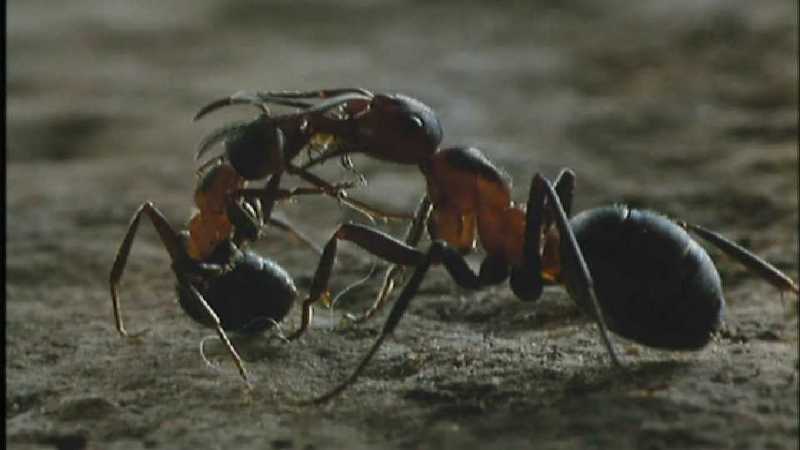Microcosmos 188-Formicidae  Ants-capture by fask7.jpg