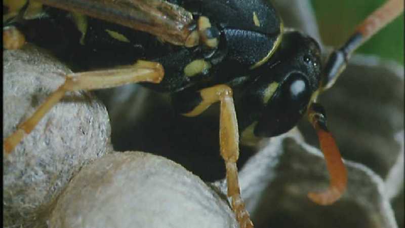 Microcosmos 192-Polistes Paper Wasps-capture by fask7.jpg