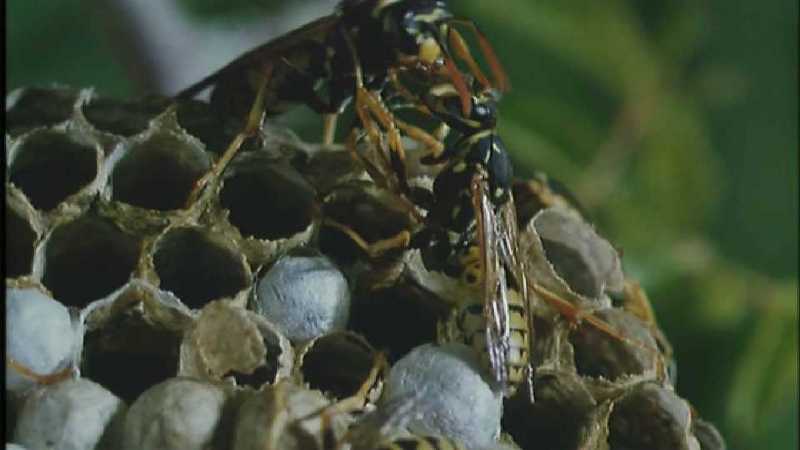 Microcosmos 193-Polistes Paper Wasps-capture by fask7.jpg